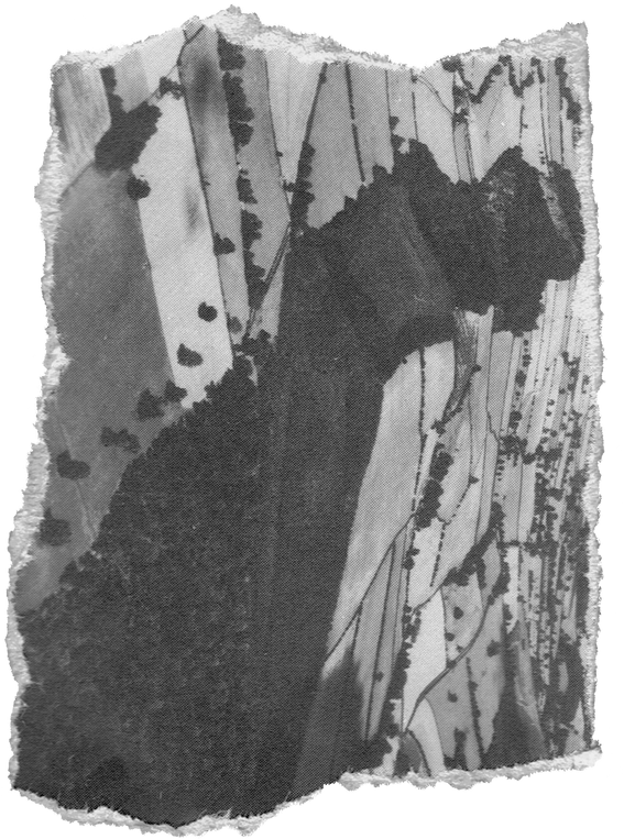 Ripped Photo